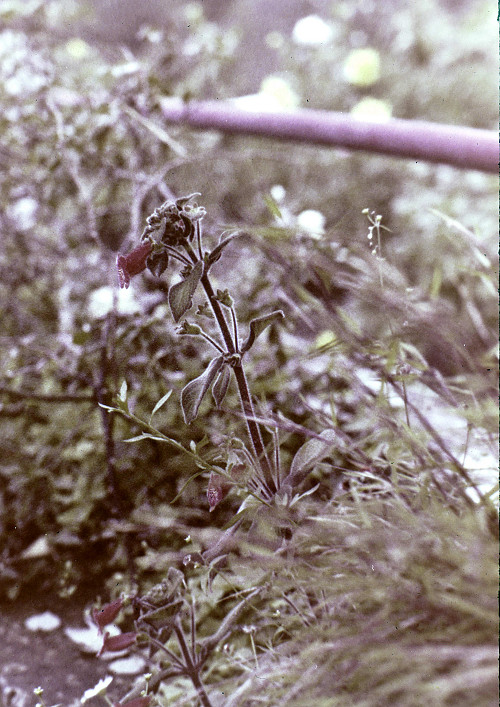 M0076.jpg