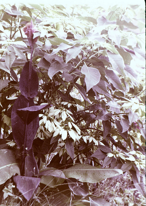 M0079.jpg
