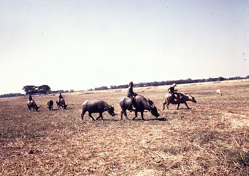 C0005.jpg